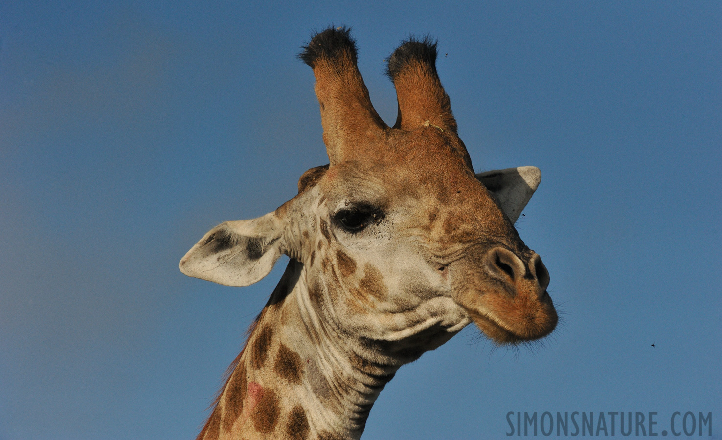 Giraffa giraffa giraffa [440 mm, 1/8000 Sek. bei f / 10, ISO 1600]